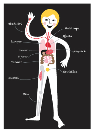 Skolbanken · Kroppen Och Hälsa åk 5