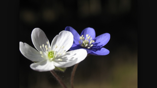 Skolbanken V Rblommor