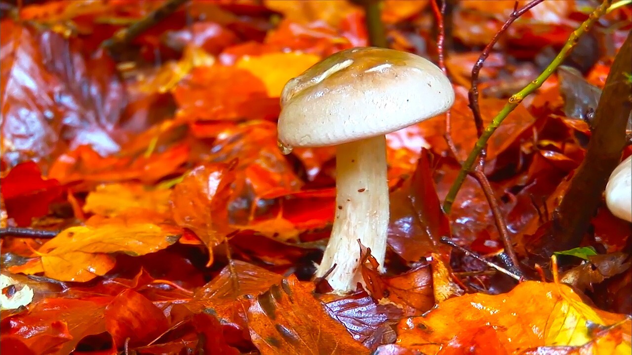 Pedagogisk planering i Skolbanken TEMA HÖSTEN