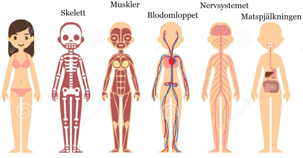 Pedagogisk Planering I Skolbanken Människokroppen 
