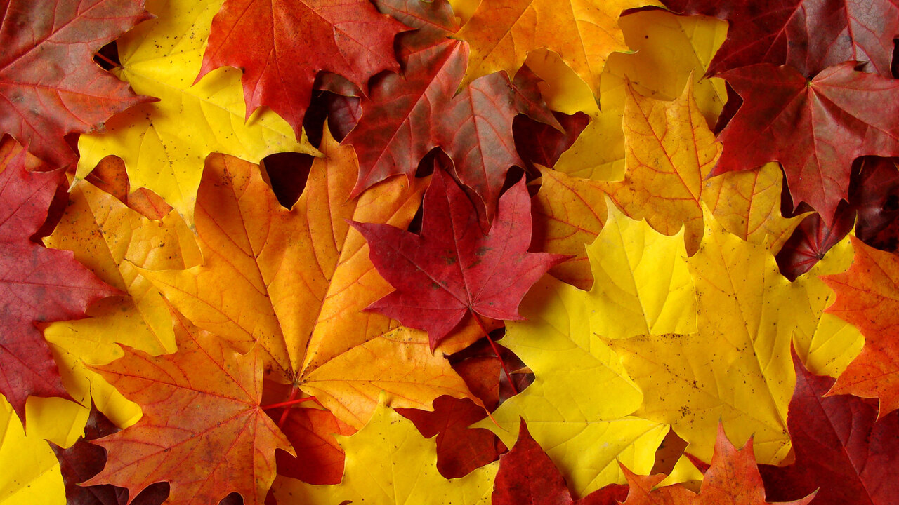 Skolbanken · Hösten