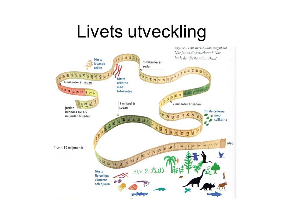 Skolbanken · Evolutionen- Livets Utveckling