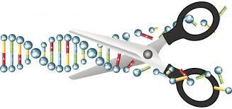 Gebruikt time4learning een gemeenschappelijke kern