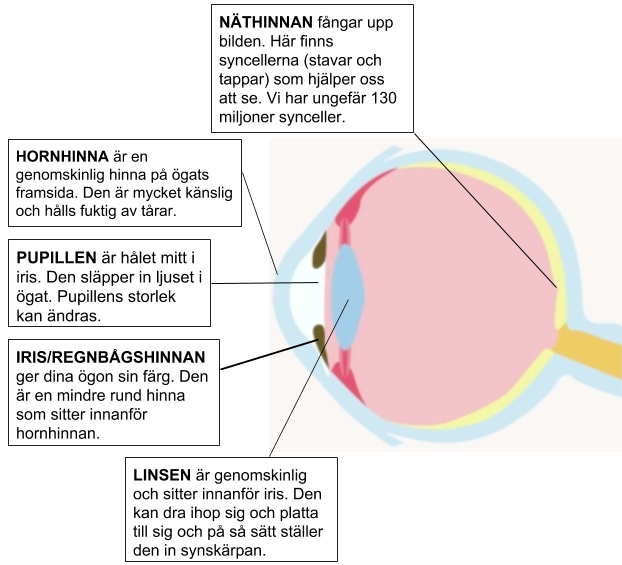 Skolbanken · Ögat & Ljuset