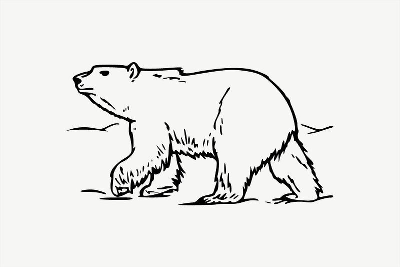 Skolbanken An Introduction To Polar Animals Skolbanken an introduction to polar animals