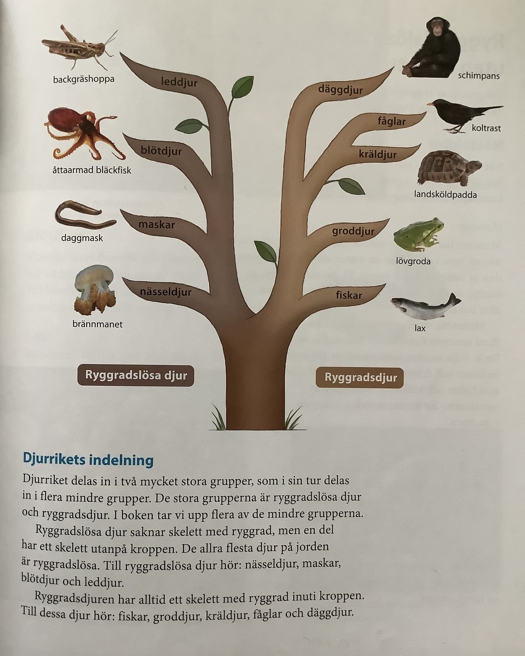 Pedagogisk Planering I Skolbanken: Djur