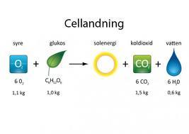 Pedagogisk Planering I Skolbanken: Cellens Metabolism