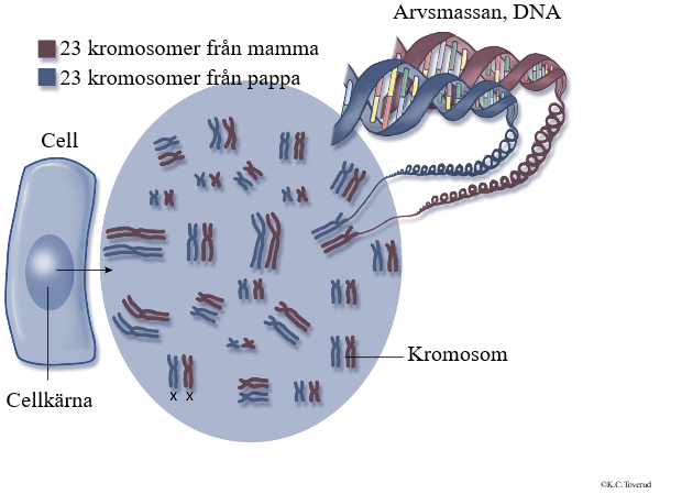 Skolbanken · Biologi ARVET, GENER Och BIOTEKNIK