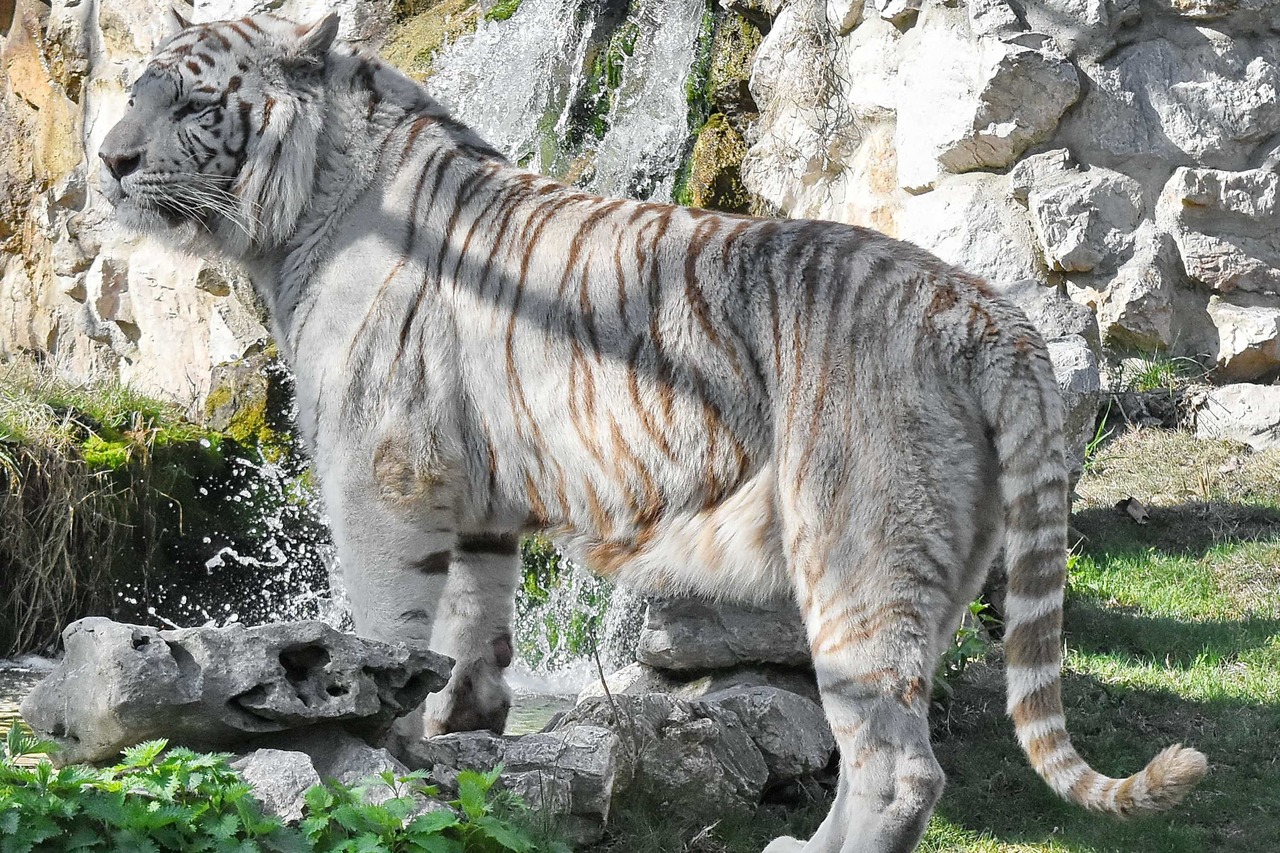 Pedagogisk planering i Skolbanken: Faktatext om djur åk 4