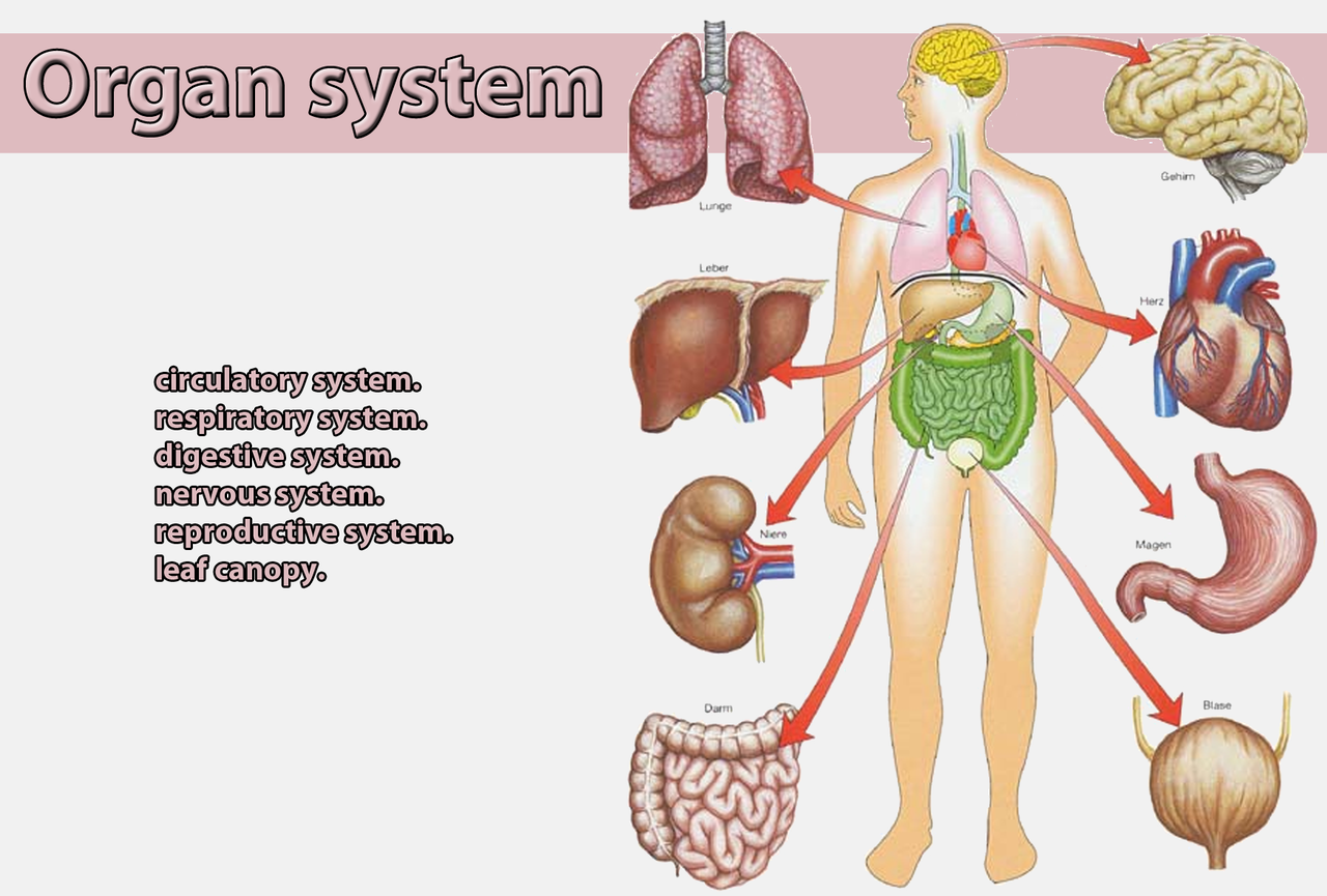 What Is The Definition Of System Organ Class