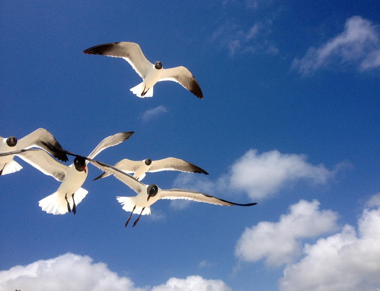 birds-on-the-beach-wallpapers-high-quality-download-free