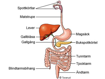 Bildresultat för kroppens organ